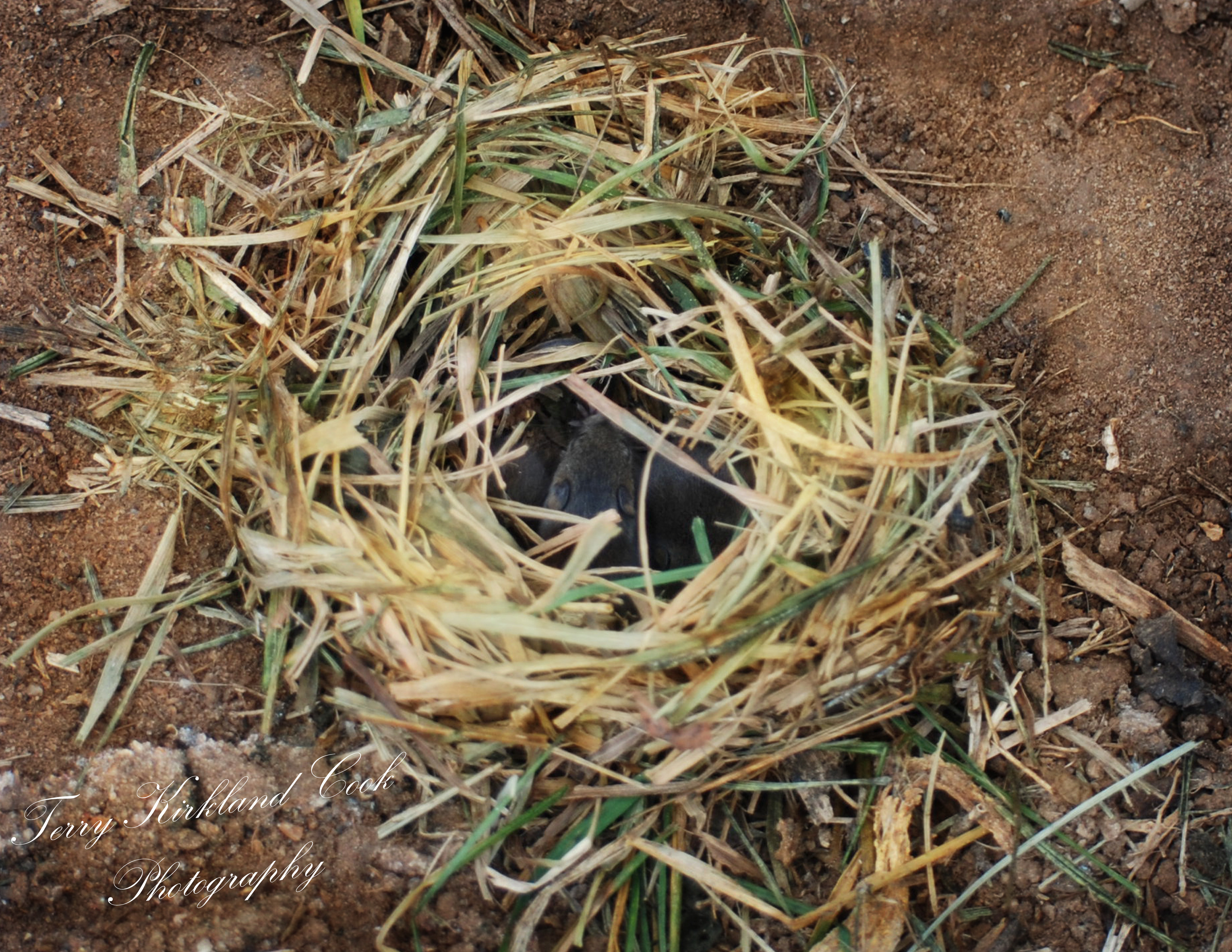 field mouse nest